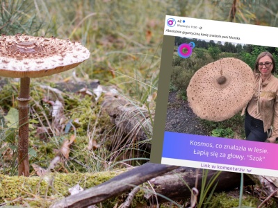 Znalazła gigantyczną kanię obok lasu. Obwód kapelusza miał ponad metr. 