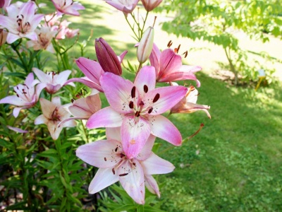 Termin sadzenia lilii robi różnicę. Efekt może zaskoczyć każdego
