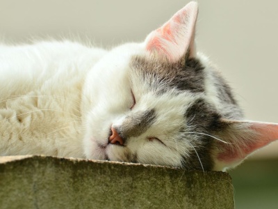 Najciekawsza akcja meczu Arka – Korona: piłkarz biegł bez buta – EKSTRAKLASA