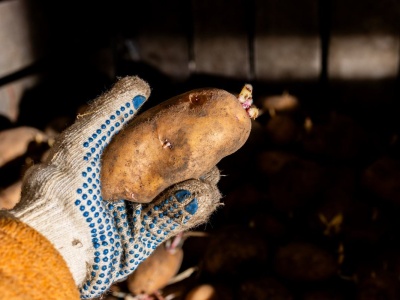 Moja babcia wkłada do worka jedną rzecz. Ziemniaki nie puszczają pędów do wiosny