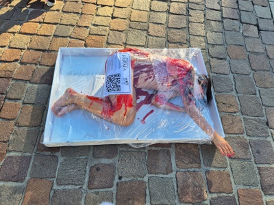 „Mała świnka zawsze świeża” — happening na Placu Szczepańskim (Galeria)