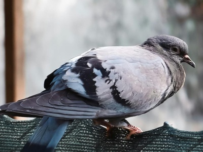 Gołębie roznoszą groźne pasożyty. 