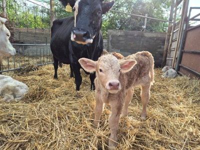 Hałas zabija dobrostan – strzelnica kontra gospodarstwo