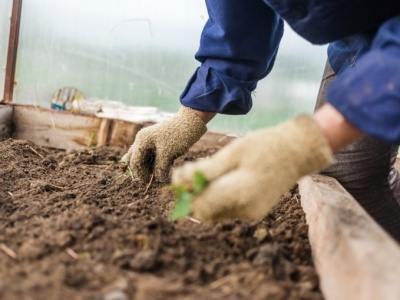 To najlepszy moment na wysiew sałaty. Nie przegap go, jeśli chcesz mieć obfite plony