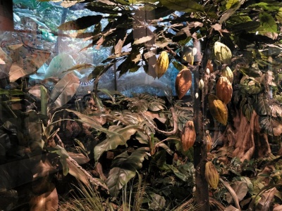 Prezes Wedla ujawnia tajemnice rynku czekolady. 