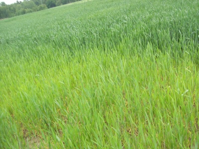 Jesienne nawożenie zbóż ozimych: Jakie nawozy wybrać?