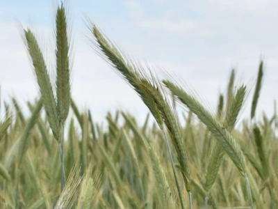 Planujesz siew na słabych glebach? Eksperci mówią jasno: wybór jest jeden