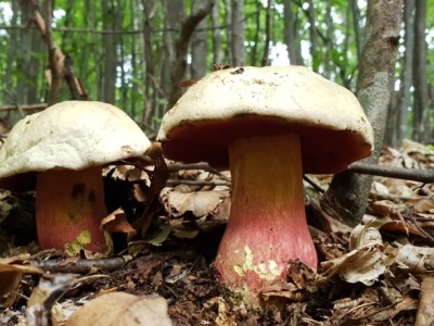 Znalazł rzadkiego grzyba. Lepiej na niego uważać, bo jest silnie trujący