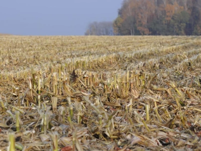 Kiedy wapnować ściernisko po kukurydzy? Dawka wapna na hektar