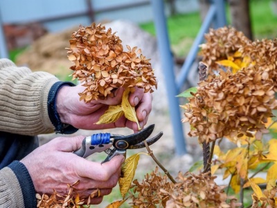 Hortensje przekwitły? Ogrodnik zdradza, czy warto obcinać kwiaty
