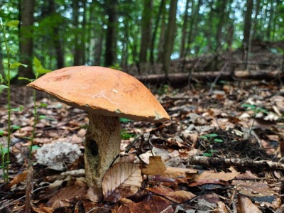Grzyby mutanty opanowują polskie lasy. 