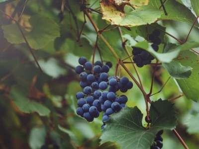 Najpopularniejszy szampan na świecie. Butelki leżakują w piwnicach nawet 7 lat