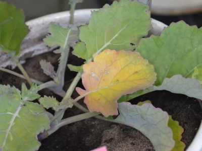 Jesienne dokarmianie rzepaku. Sprawdź, jakie mikroelementy podać