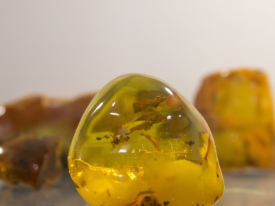 Bursztyn sprzed 112 mln lat z owadami. Niesamowite odkrycie w Ekwadorze