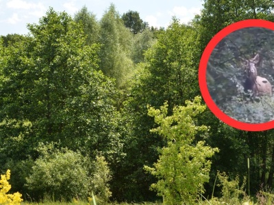 Leśniczy poszedł na spacer i chwycił za telefon. 