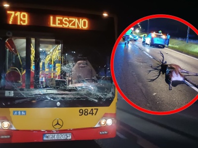 Dramatyczna wypadek pod Warszawą. Autobus ZTM zderzył się z jeleniem. Zwierzę nie przeżyło