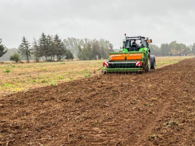 Siew pszenicy w terminie czy z opóźnieniem?