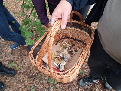 Nie znasz się na grzybach? Zbieraj je z sanepidem i leśnikami, zapisy trwają