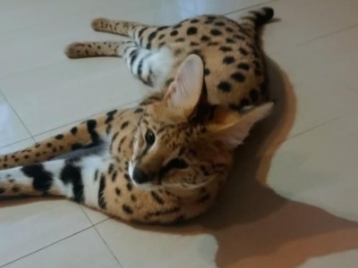 Simba był tydzień na gigancie. Serwal z okolic Buska jest już w domu