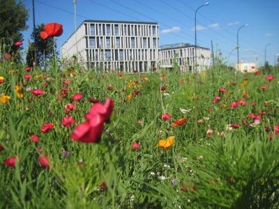 Miejskie łąki „jednoroczne” a „wieloletnie” – próbujemy wyjaśnić tę kwestię. Sprawa nadal intryguje naszych czytelników