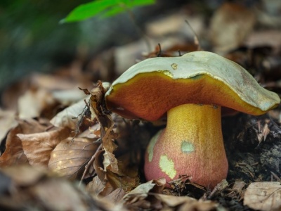 ​Łatwo pomylić go z borowikiem, ale jest trujący. Pod żadnym pozorem nie zbieraj