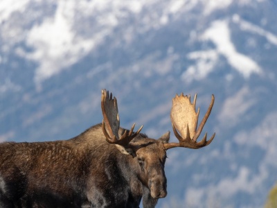 W ruch poszła koparka. Wyciągnęli ogromnego łosia z opuszczonej studni