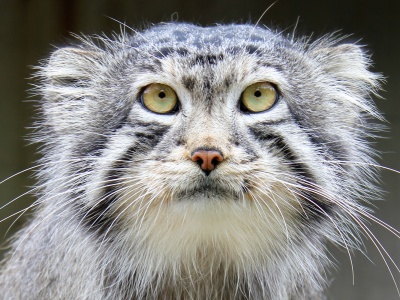 Najbardziej tajemniczy dziki kot świata sfotografowany w ekstremalnych warunkach