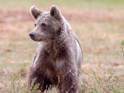Nowe fakty w sprawie martwego niedźwiedzia na Podkarpaciu. Zwierzę umierało w męczarniach