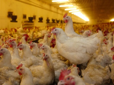 Ukraina inwestuje w sektor drobiarski. Powstaje kolejny gigant na rynku