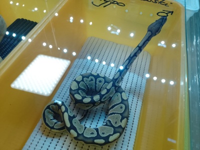 Są tajemnicze, fascynujące i... nie żądają spacerów. Egzotyczne targi w Arenie Toruń [zdjęcia]