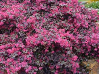 Botaniczny przebój, który warto mieć. Cieszy oczy przez całą zimę