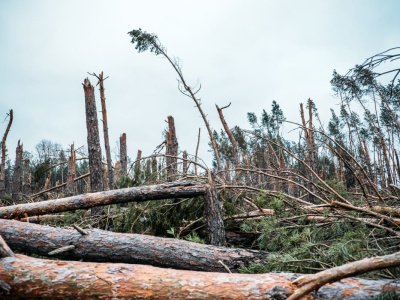 Zerwane dachy i powyrywane drzewa - tornado w Polsce uderza z dużą siłą