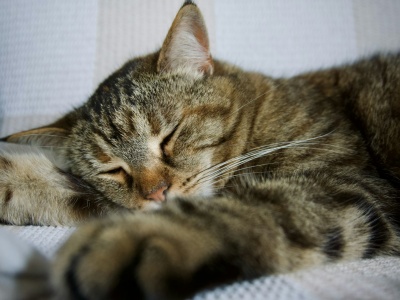 Koty zmieniają nasze mózgi. Nauka potwierdza wyjątkową więź