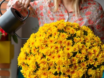 Chryzantemy będą kwitnąć aż do grudnia. Wystarczy zrobić to