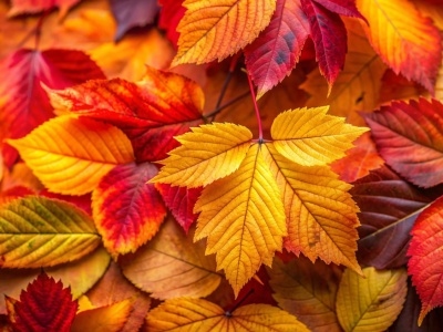 Polskie piosenki o jesieni, czyli TOP7 na złotą porę roku