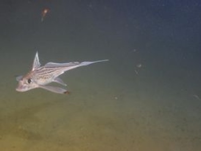 Zaskakujące odkrycie. Dlatego chimery amerykańskie mają zęby na czole