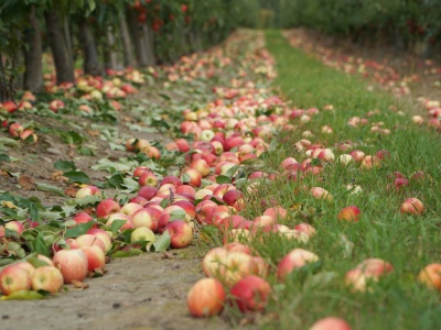 Zapowiadane przez tydzień obniżki doszły do skutku – ceny jabłek przemysłowych, 22.09.2025