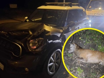 Uwaga na dzikie zwierzęta na drogach!