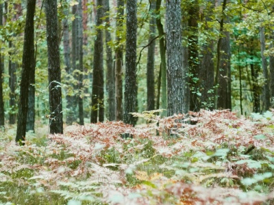 Szczątki obiektów przypominających drony odnalezione w lasach Mazowsza