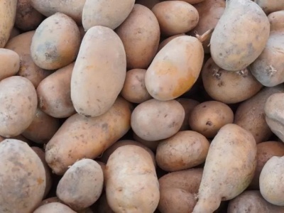 Nowe przepisy: można sprzedać ziemniaki podejrzane o bakteriozę
