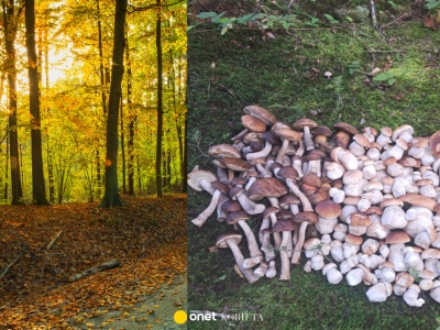 Wysyp grzybów w polskich lasach. 