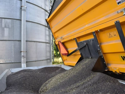 Jakie będą ceny rzepaku na koniec 2025 i 2026 roku? Najnowsza PROGNOZA