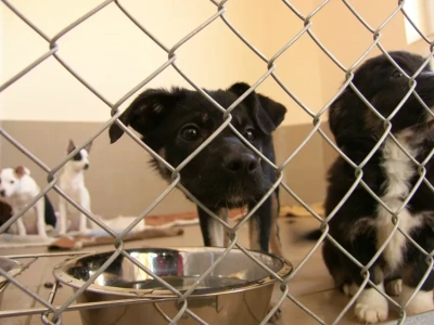 „Zima w schronisku” - pomoc dla bezdomnych zwierząt w Bielsku-Białej