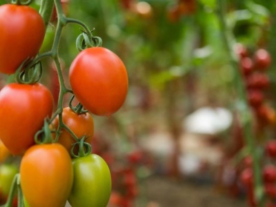 Jak zwiększyć odporność roślin na suszę? Przełomowe odkrycie