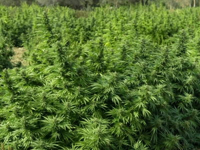 Rolnik odkrył marihuanę na polu kukurydzy. Co trzeba zrobić w takiej sytuacji?