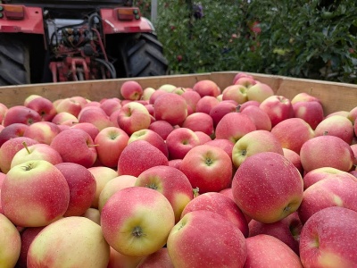 Białoruś i tak kupi, ale ktoś inny zarobi na naszych jabłkach