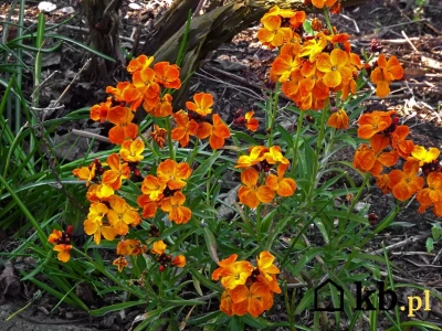 Raz posadzisz i zapominasz. Ten kwiat sam rozsieje się w Twoim ogrodzie