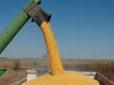 22.09.2025 Ceny skupu zbóż, kukurydzy, oleistych i strączkowych: średnia stawka za mokrą kukurydzę przekracza 416 zł/t