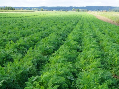 Mączniak prawdziwy marchwi. Jak skutecznie zwalczać?