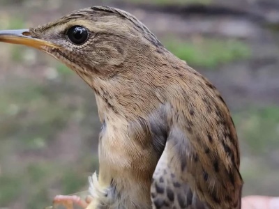 Nie widziano go w Polsce od 36 lat. Rzadki ptak sensacją nad Bałtykiem